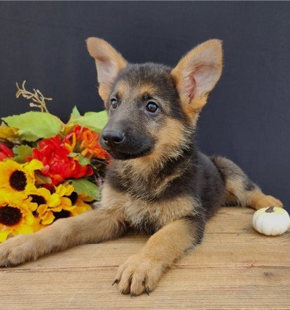 Németjuhász kölykök