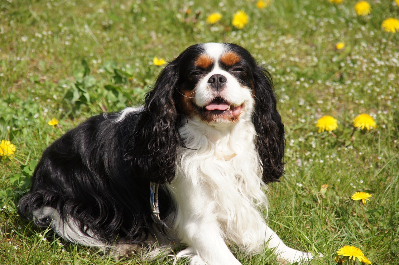 cavalier king charles spániel