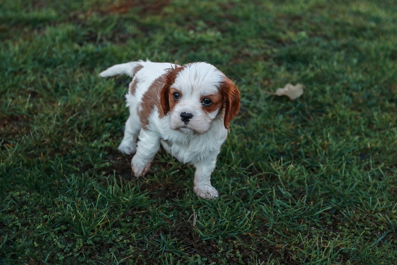 cavalier king charles spániel