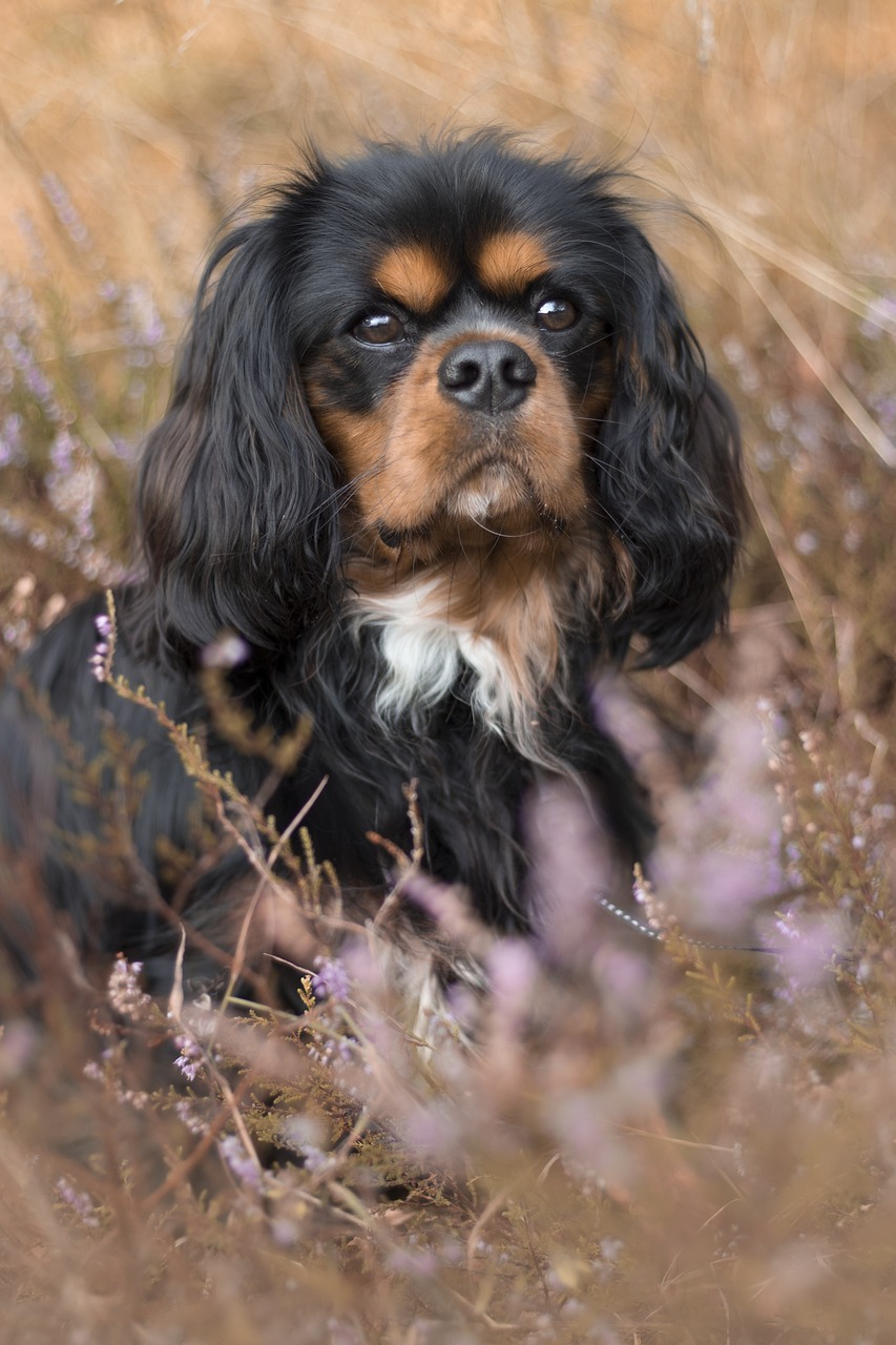 cavalier king charles spániel