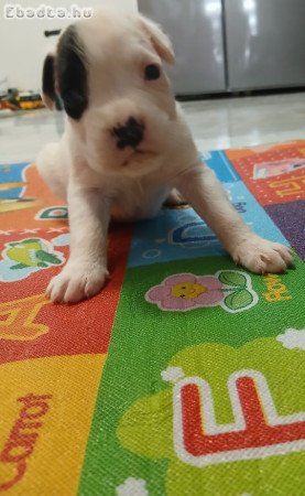 Fajtatiszta boxer kölykök