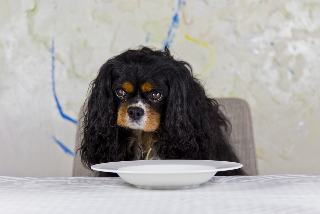 cavalier king charles spániel