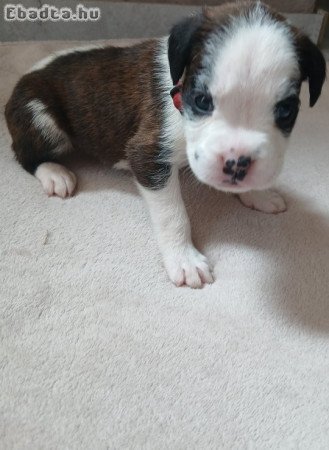 Fajtatiszta boxer kölykök