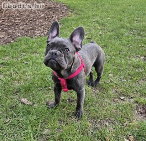 Francia bulldog szobatiszta kislány kék