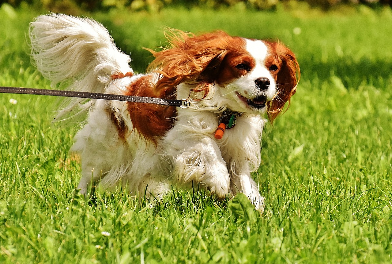 cavalier king charles spániel