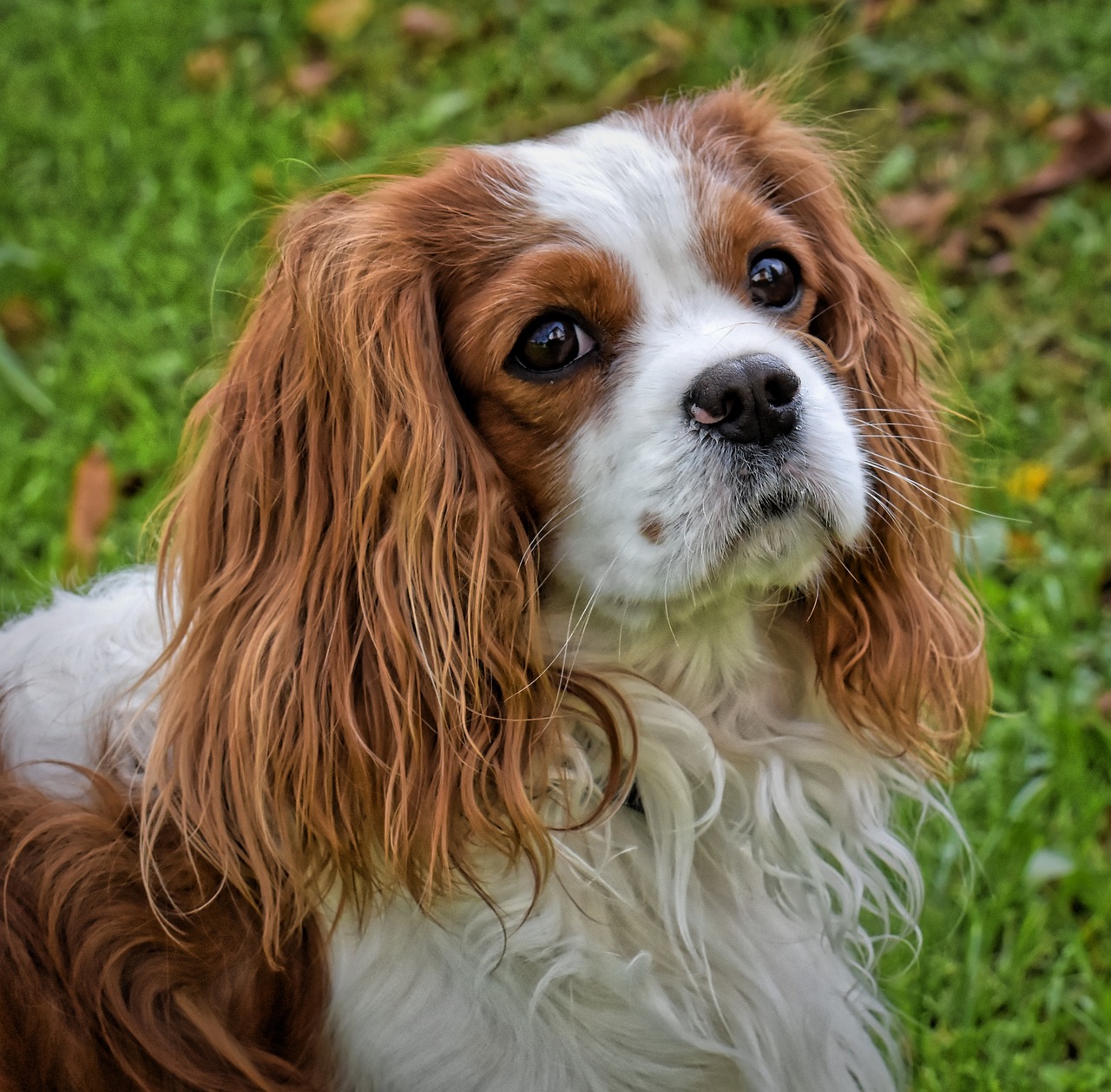 cavalier king charles spániel