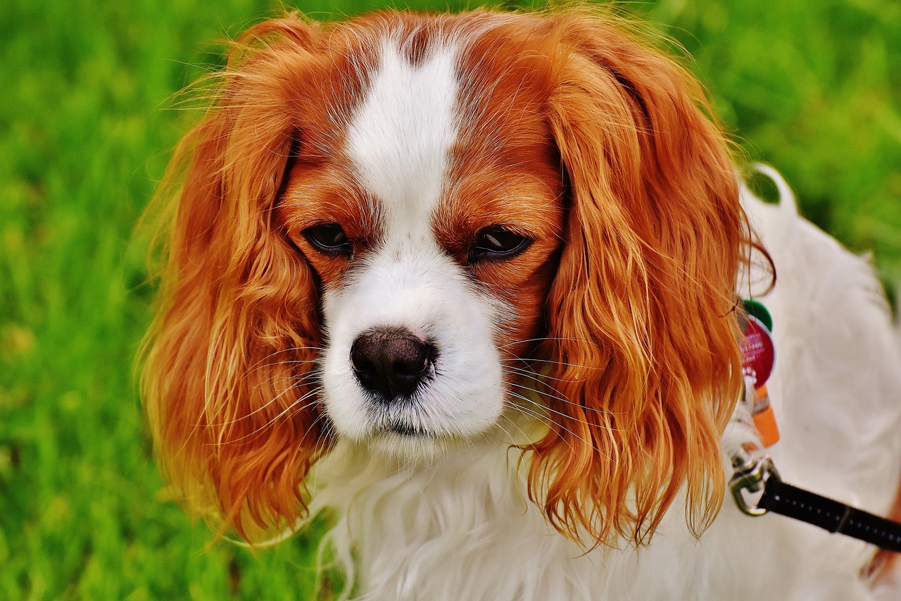 cavalier king charles spániel