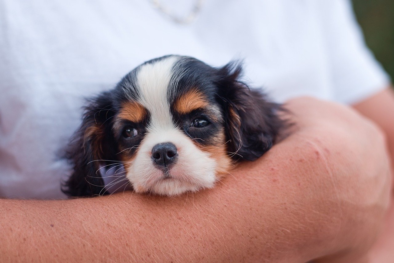 cavalier king charles spániel