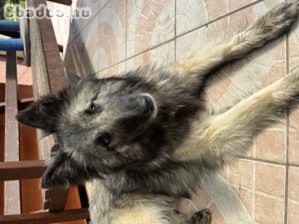 Belga Juhász Tervueren