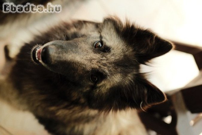 Belga Juhász Tervueren