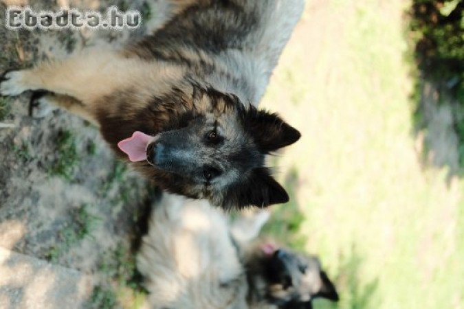 Belga Juhász Tervueren