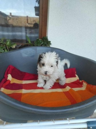 Yorksir terrier Biewer