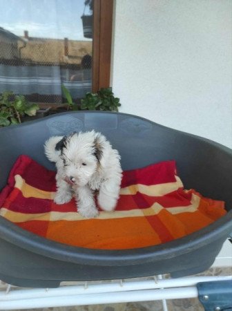 Yorksir terrier Biewer