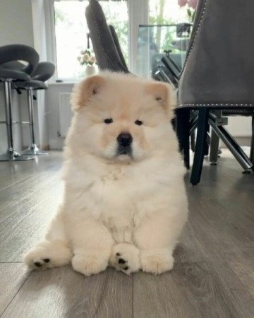 Chow chow