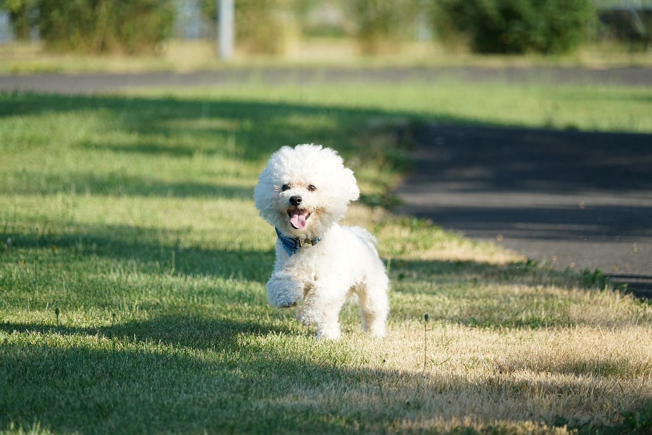 bichon frisé