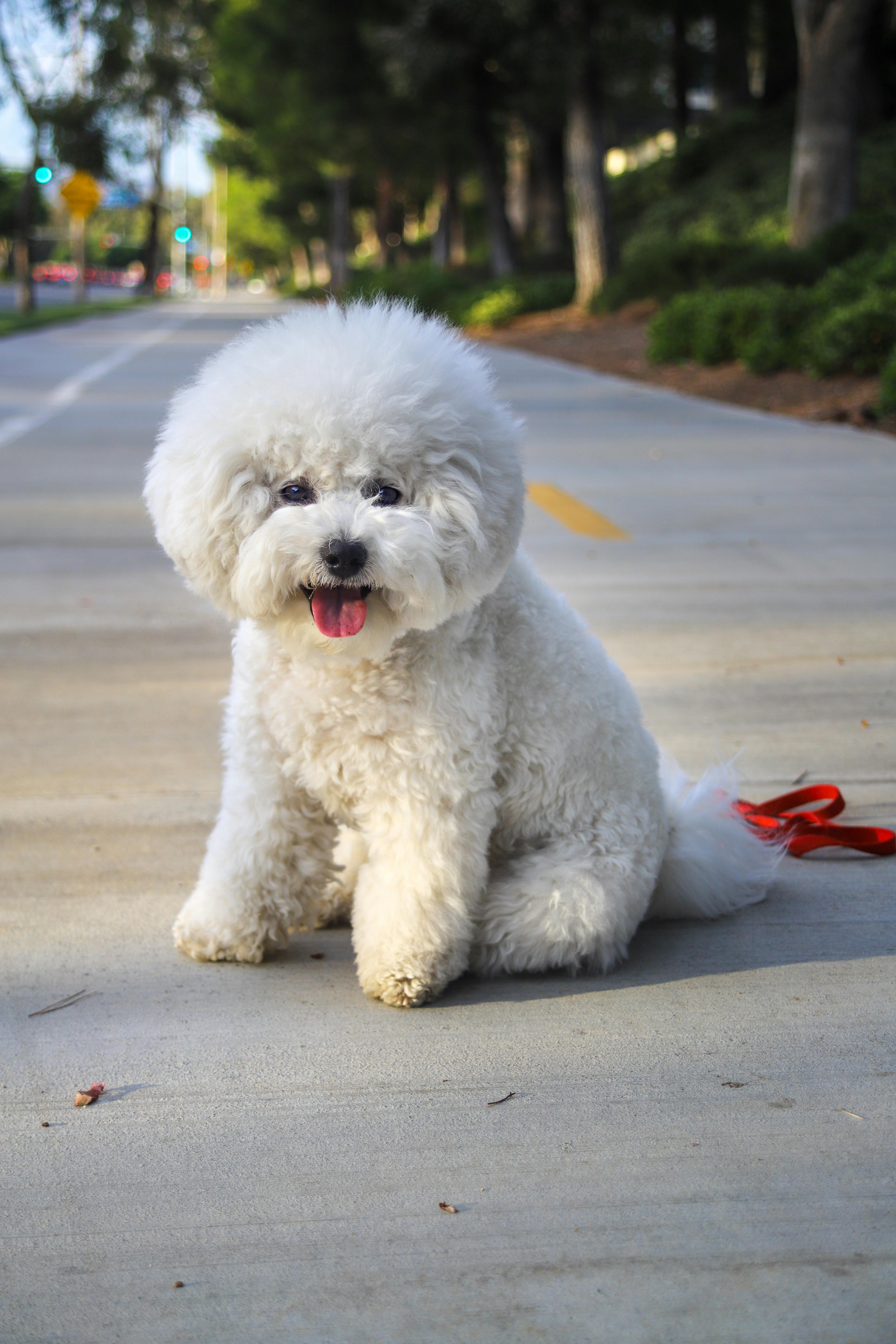 bichon frisé