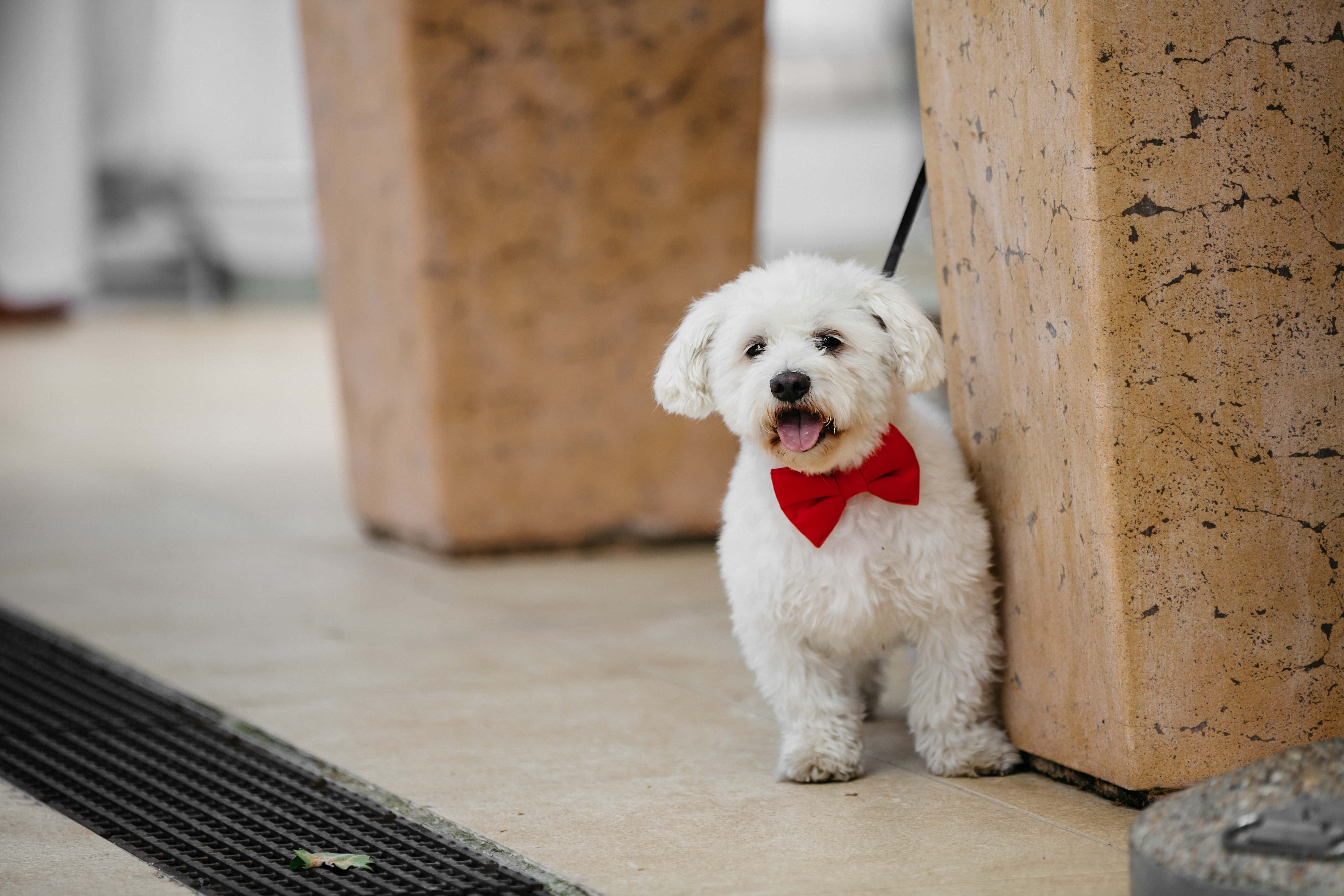 bichon frisé