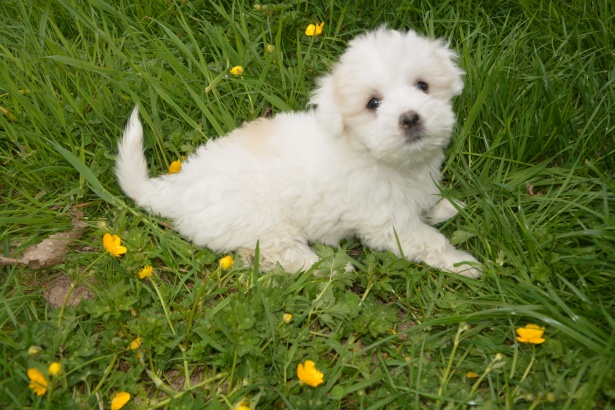 bichon frisé