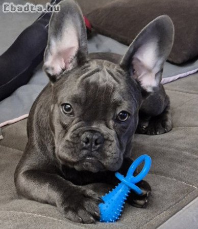 Francia bulldog szobatiszta kék kislány