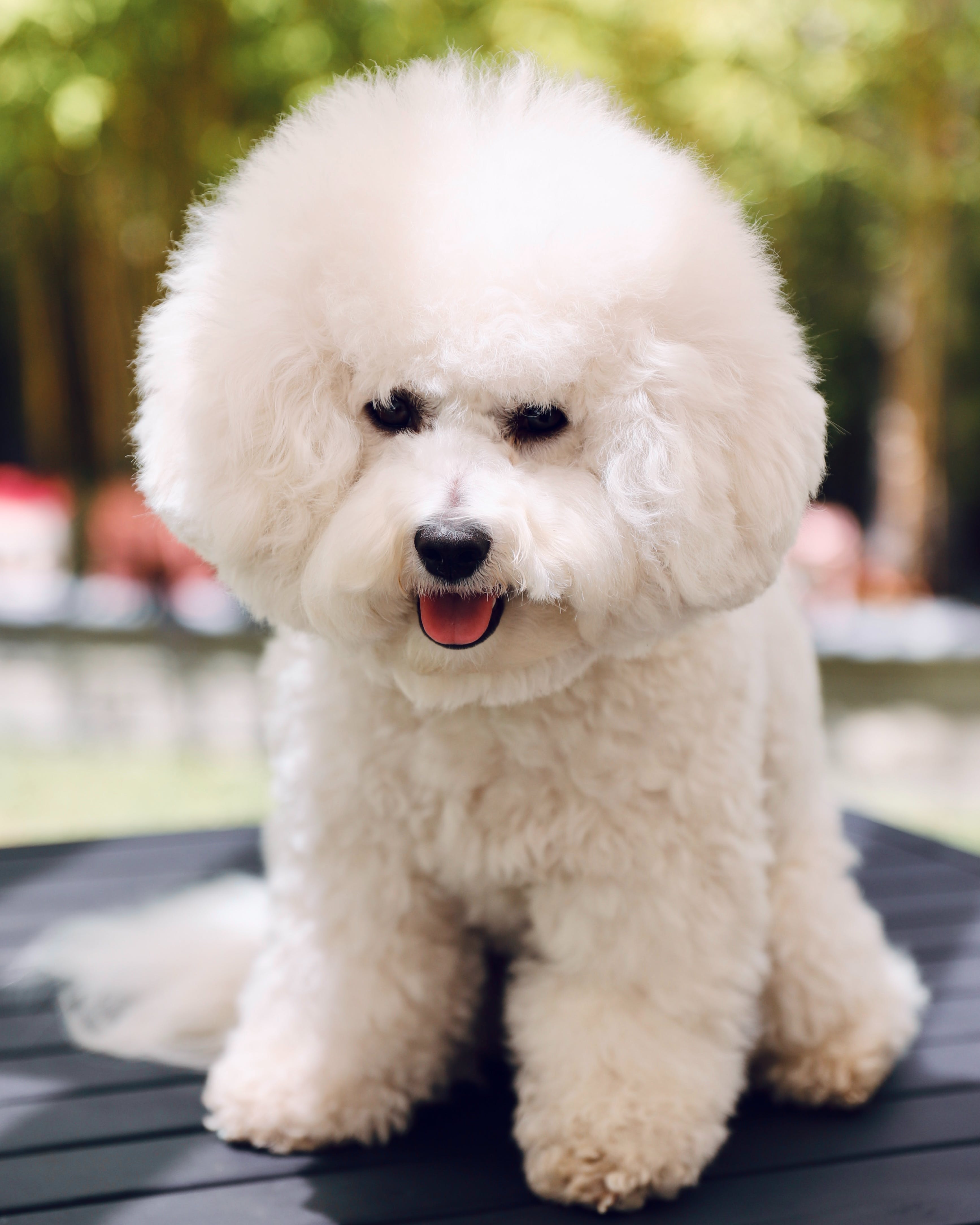 bichon frisé