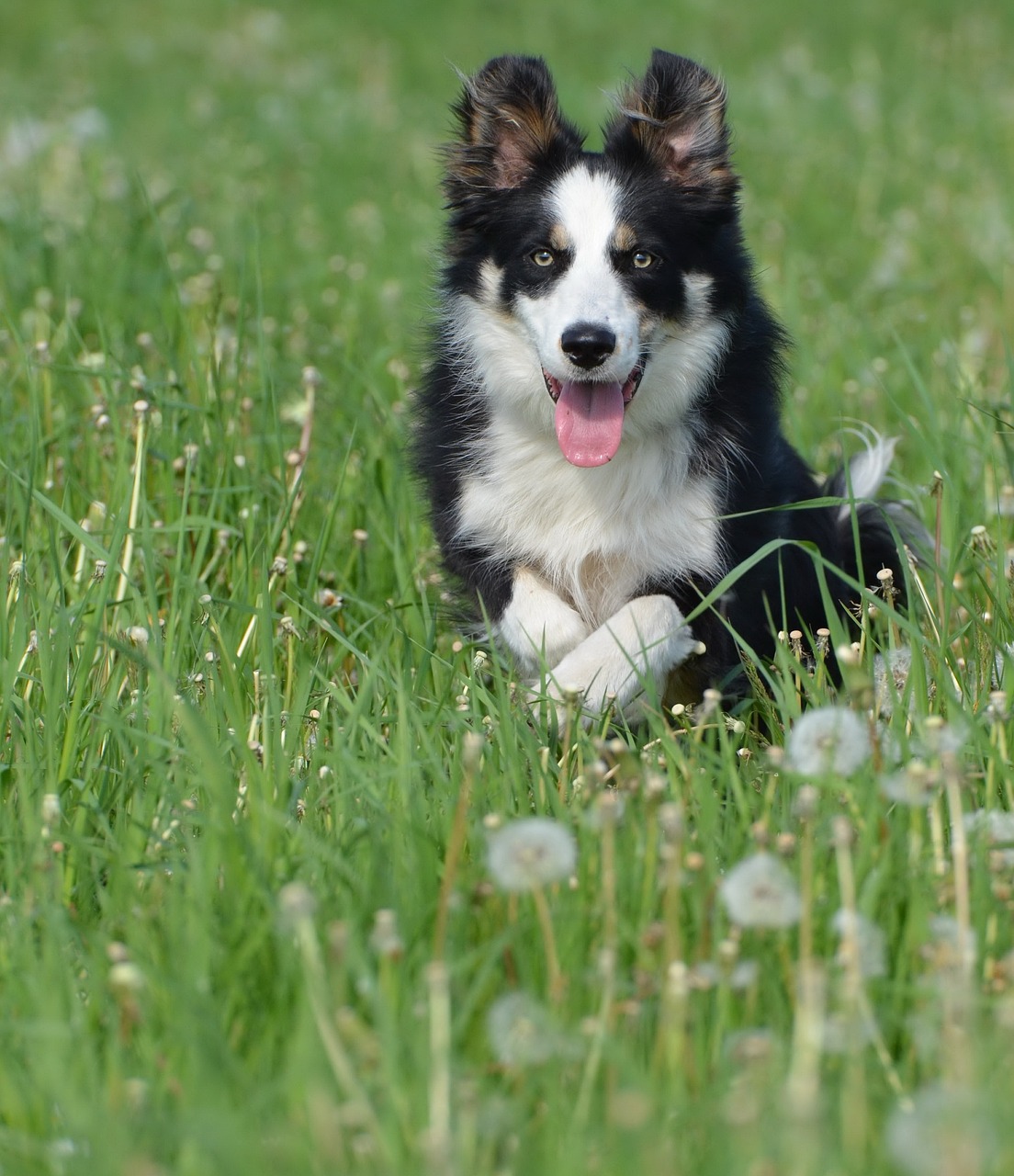 bearded collie