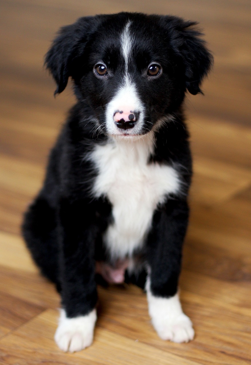 bearded collie