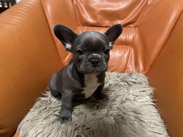 Francia bulldog