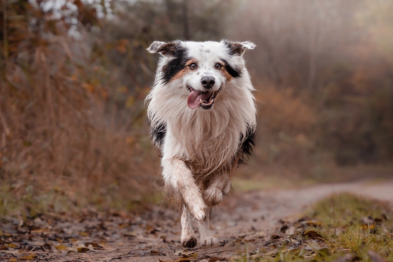 bearded collie