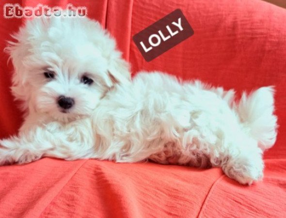 Törzskönyvezett szülőktől minőségi kiskutyák