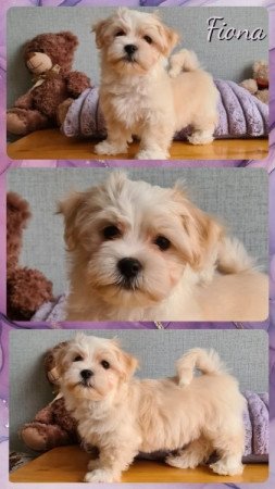 Bichon havanese