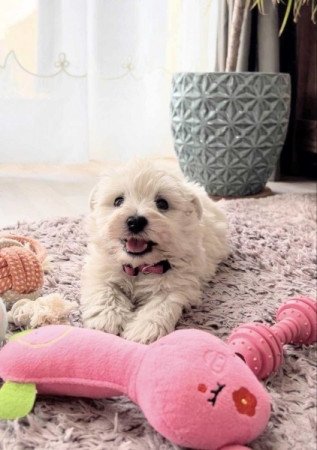 West Highland White Terrier