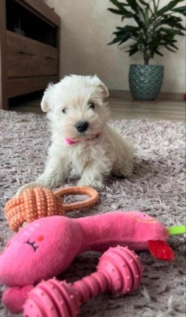 West Highland White Terrier