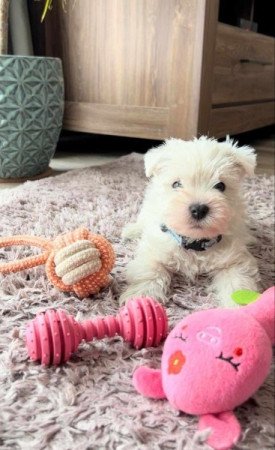 West Highland White Terrier