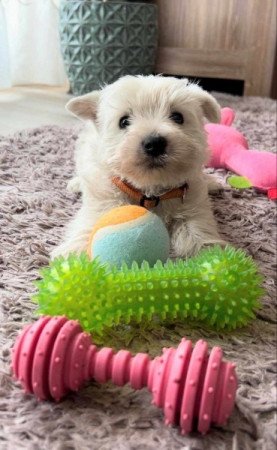 West Highland White Terrier