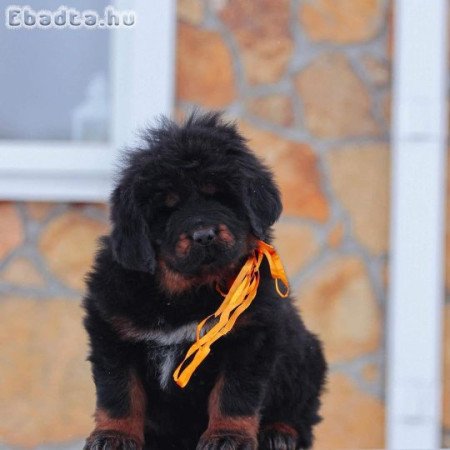 Tibeti masztiff kölykök