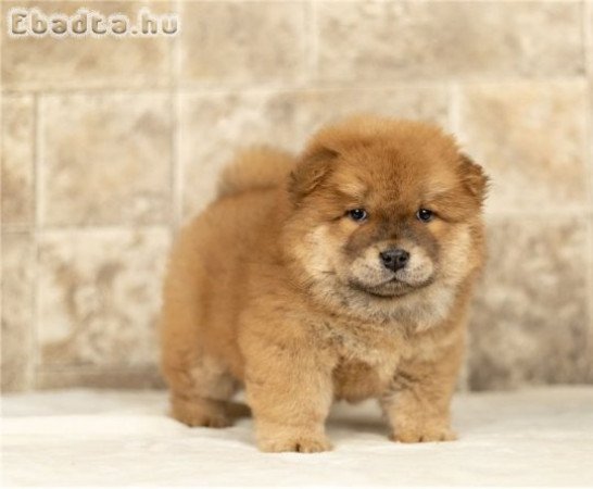 Chow Chow kölykök