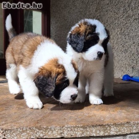 Szent Bernáthegyi kölykök