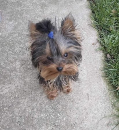 Yorkshire terrier