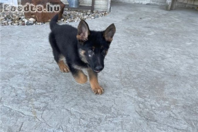 Németjuhász kölykök