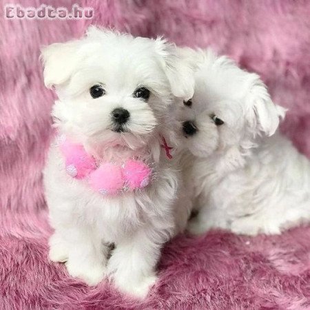 Máltai selyemkutyák