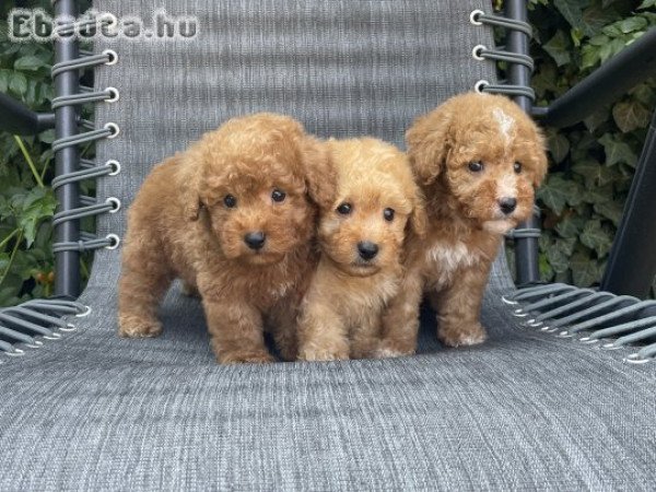 Maltipoo fiúk gazdisodnának!