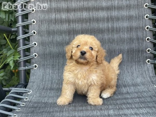 Maltipoo fiúk gazdisodnának!