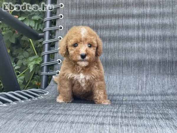 Maltipoo fiúk gazdisodnának!