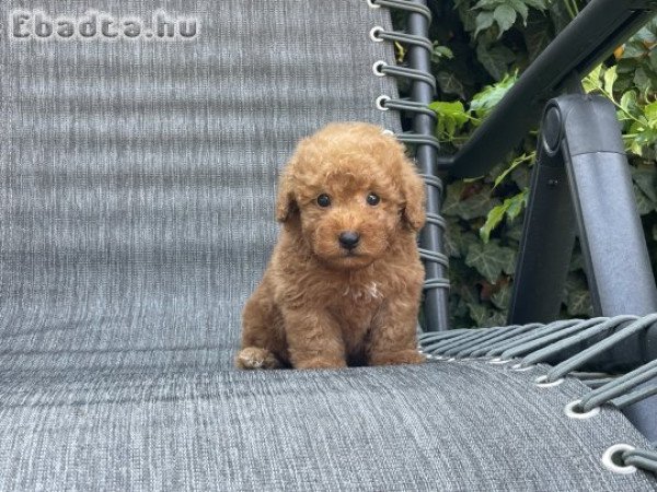 Maltipoo fiúk gazdisodnának!