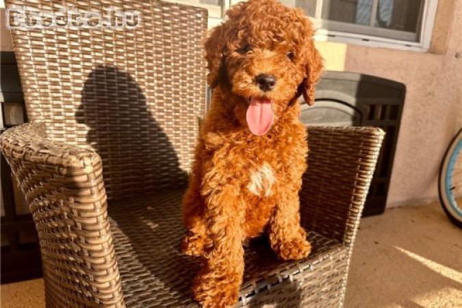 Miniatűr uszkár kölykök