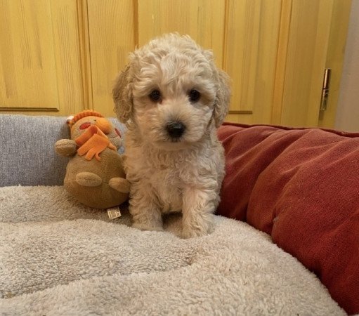 Maltipoo maltai selyem es torpe uszkar