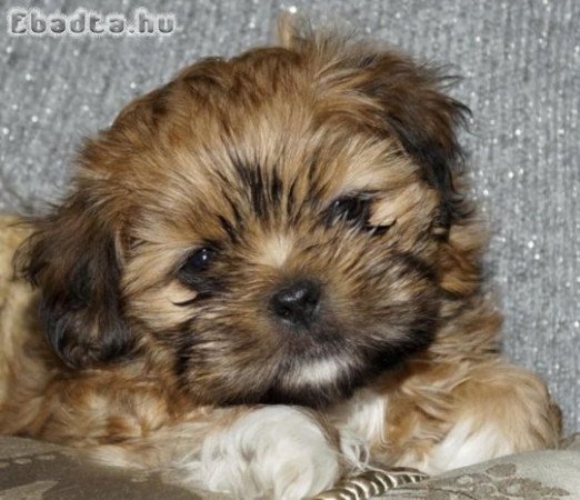 Bichon havanese kiskutyak