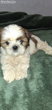 Bichon havanese kiskutyak