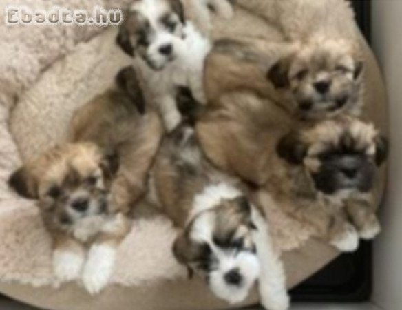 Bichon havanese kiskutyak