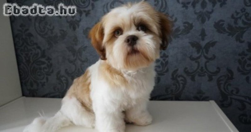 Bichon havanese kiskutyak